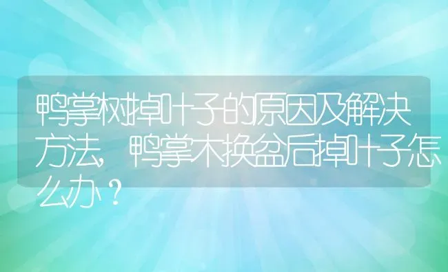 鸭掌树掉叶子的原因及解决方法,鸭掌木换盆后掉叶子怎么办？ | 养殖科普