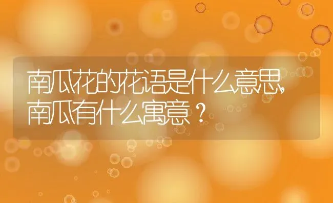 南瓜花的花语是什么意思,南瓜有什么寓意？ | 养殖科普