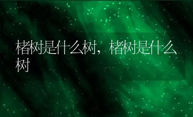 楮树是什么树,楮树是什么树 | 养殖科普