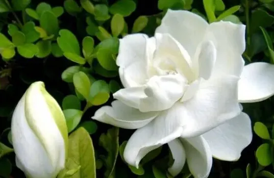 栀子花叶子发黄是什么原因,栀子花叶子发黄原因分析？