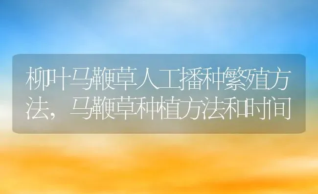 柳叶马鞭草人工播种繁殖方法,马鞭草种植方法和时间 | 养殖学堂