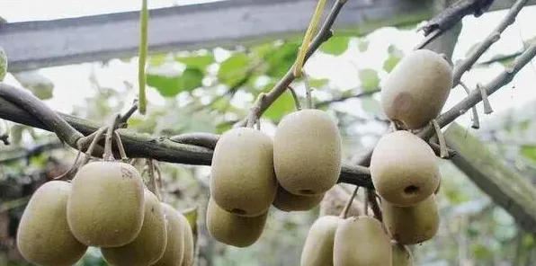 立夏后雨水增多，猕猴桃的这些管理要点要重视！ | 实用知识