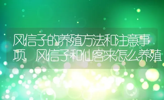 风信子的养殖方法和注意事项,风信子和仙客来怎么养殖 | 养殖学堂