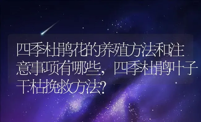 四季杜鹃花的养殖方法和注意事项有哪些,四季杜鹃叶子干枯挽救方法？ | 养殖科普