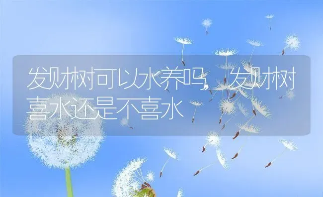 发财树可以水养吗,发财树喜水还是不喜水 | 养殖学堂