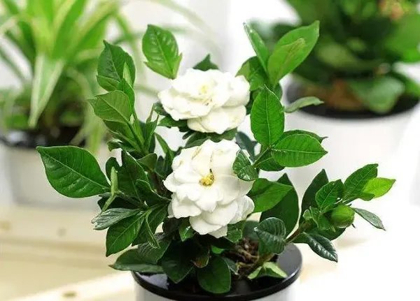 盆栽栀子花的养殖方法,栀子花养殖方法和注意事项盆栽？