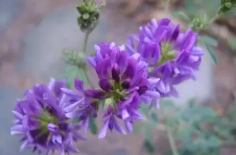 紫花苜蓿草的优点及栽培方法 | 常识大全