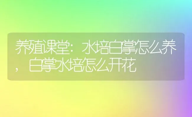 养殖课堂:水培白掌怎么养,白掌水培怎么开花 | 养殖学堂
