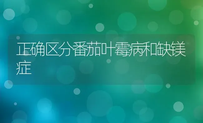 正确区分番茄叶霉病和缺镁症 | 养殖技术大全