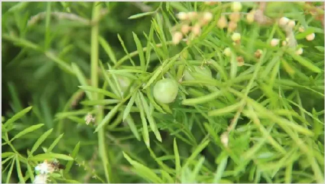 天门冬草花的养殖 | 农广天地