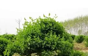 金银花树怎么种植,金银花养殖？