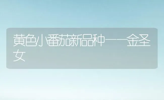黄色小番茄新品种——金圣女 | 养殖技术大全