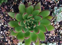 种多肉植物用什么土最好,多肉植物用什么土质栽好？