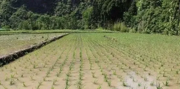 水稻插秧前施用底肥的原则以及插秧后的施肥要点 | 农广天地