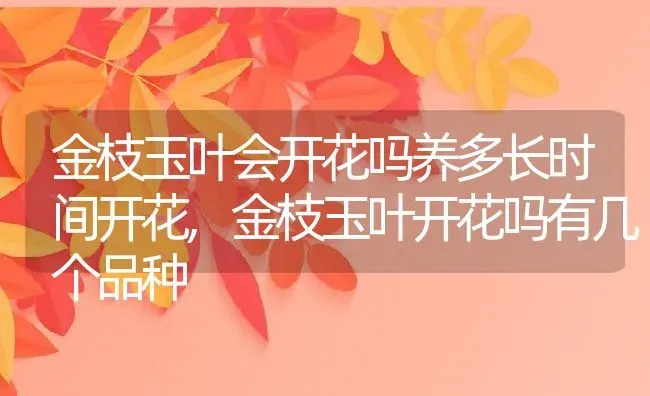 金枝玉叶会开花吗养多长时间开花,金枝玉叶开花吗有几个品种 | 养殖学堂