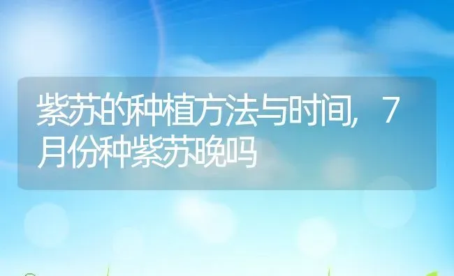 紫苏的种植方法与时间,7月份种紫苏晚吗 | 养殖学堂