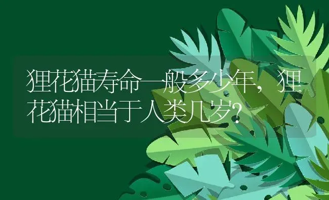 狸花猫寿命一般多少年,狸花猫相当于人类几岁？ | 养殖学堂