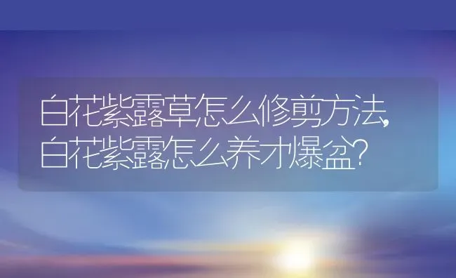 白花紫露草怎么修剪方法,白花紫露怎么养才爆盆？ | 养殖科普