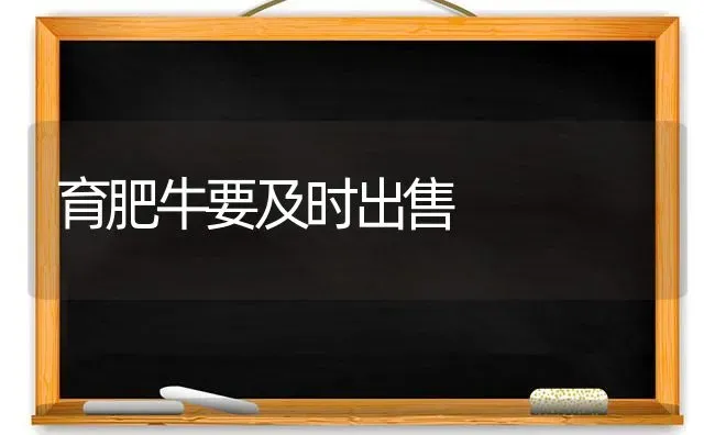 育肥牛要及时出售 | 养殖知识