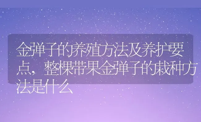 金弹子的养殖方法及养护要点,整棵带果金弹子的栽种方法是什么 | 养殖学堂