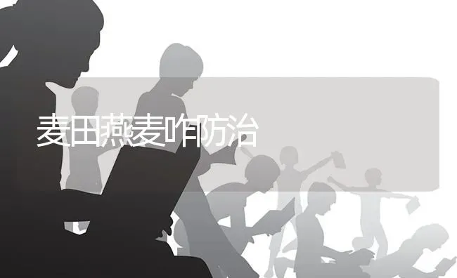 麦田燕麦咋防治 | 养殖技术大全
