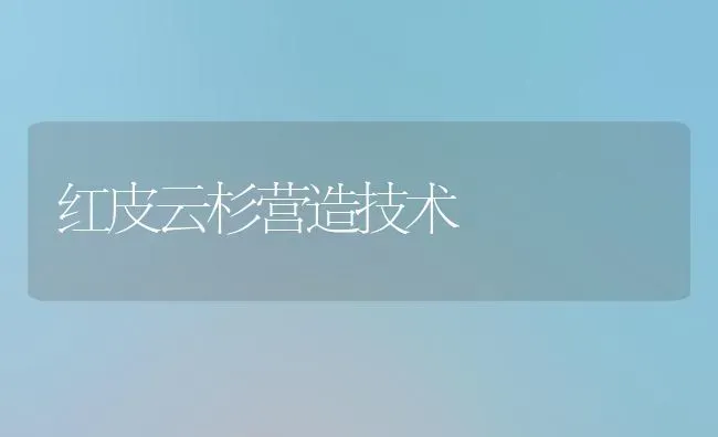 红皮云杉营造技术 | 养殖知识