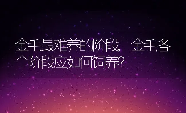 金毛最难养的阶段,金毛各个阶段应如何饲养？ | 养殖学堂