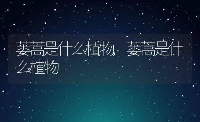 十大最贵名猫,十大最贵名猫图片 | 养殖科普