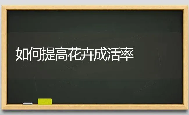 如何提高花卉成活率 | 养殖技术大全