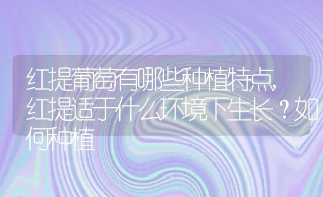 红提葡萄有哪些种植特点,红提适于什么环境下生长？如何种植 | 养殖学堂