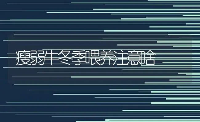 瘦弱牛冬季喂养注意啥 | 养殖技术大全