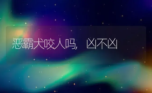 恶霸犬咬人吗,凶不凶 | 养殖资料