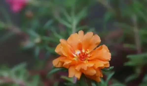大花马齿苋冬天能活吗 | 实用知识