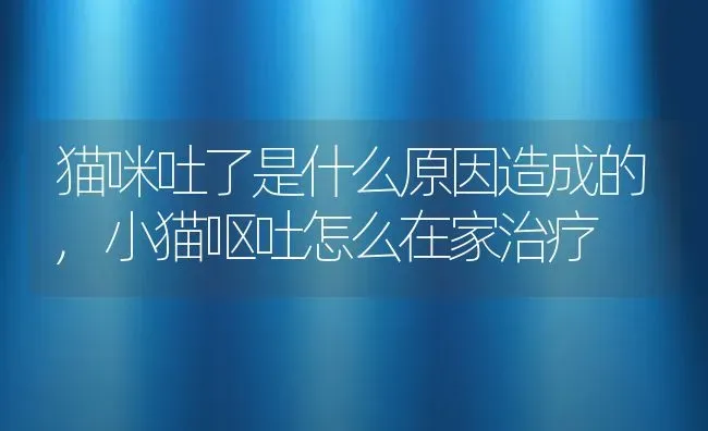 猫咪吐了是什么原因造成的,小猫呕吐怎么在家治疗 | 养殖科普