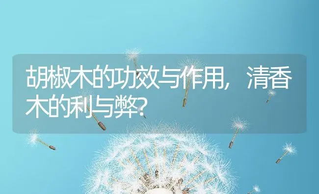 胡椒木的功效与作用,清香木的利与弊？ | 养殖科普