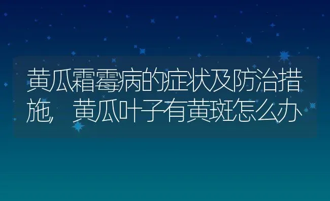 黄瓜霜霉病的症状及防治措施,黄瓜叶子有黄斑怎么办 | 养殖学堂