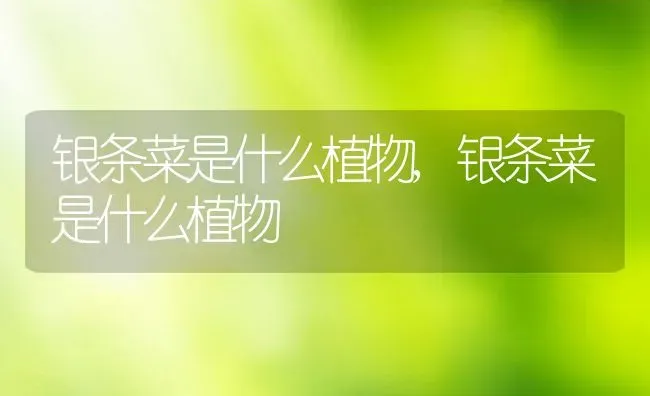 银条菜是什么植物,银条菜是什么植物 | 养殖学堂