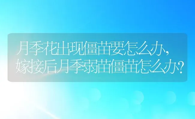 月季花出现僵苗要怎么办,嫁接后月季弱苗僵苗怎么办？ | 养殖科普