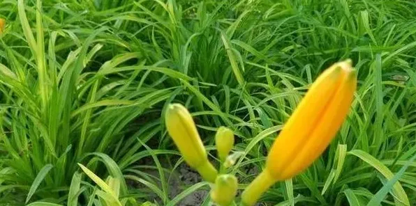 黄花菜高效种植技术要点 | 生活常识