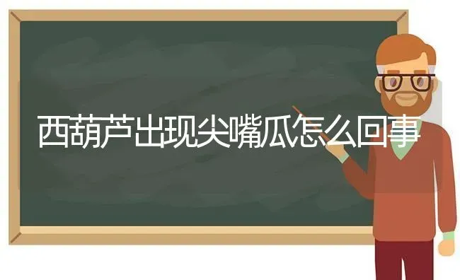 西葫芦出现尖嘴瓜怎么回事 | 养殖技术大全