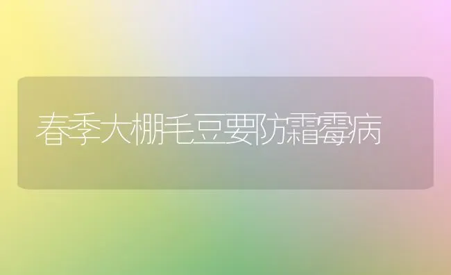 春季大棚毛豆要防霜霉病 | 养殖知识