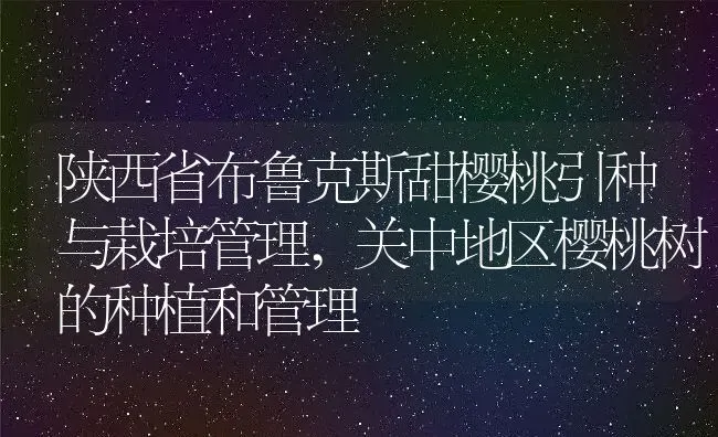 陕西省布鲁克斯甜樱桃引种与栽培管理,关中地区樱桃树的种植和管理 | 养殖学堂
