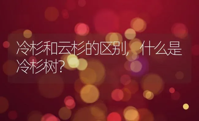 冷杉和云杉的区别,什么是冷杉树？ | 养殖科普