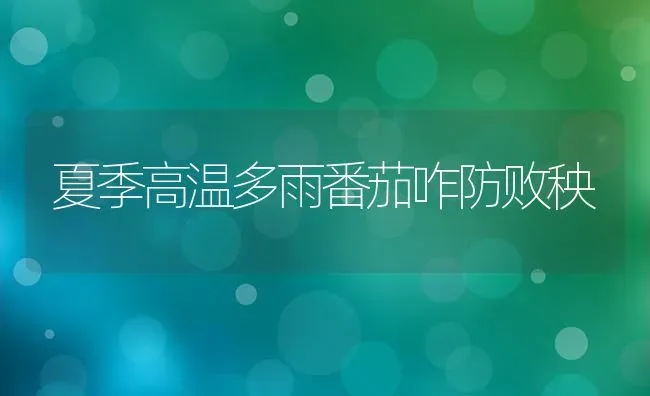 夏季高温多雨番茄咋防败秧 | 养殖知识