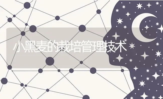 小黑麦的栽培管理技术 | 养殖知识