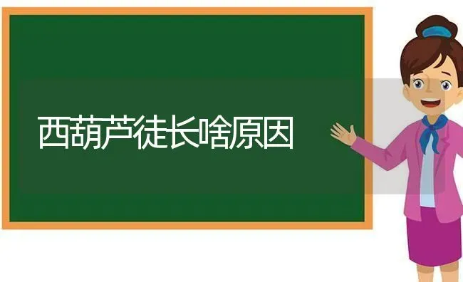 西葫芦徒长啥原因 | 养殖技术大全