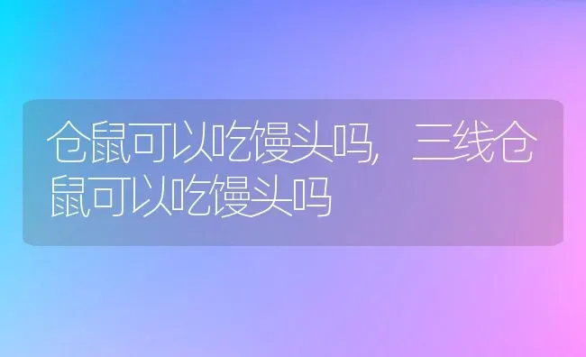 仓鼠可以吃馒头吗,三线仓鼠可以吃馒头吗 | 养殖资料