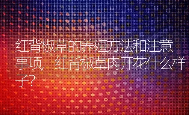 红背椒草的养殖方法和注意事项,红背椒草肉开花什么样子？ | 养殖科普