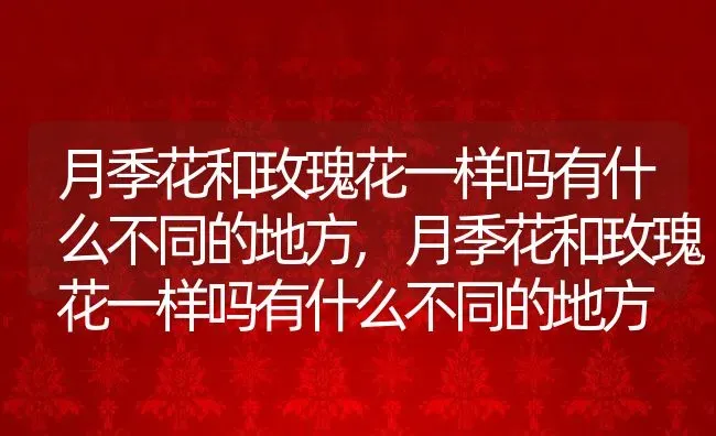 月季花和玫瑰花一样吗有什么不同的地方,月季花和玫瑰花一样吗有什么不同的地方 | 养殖科普