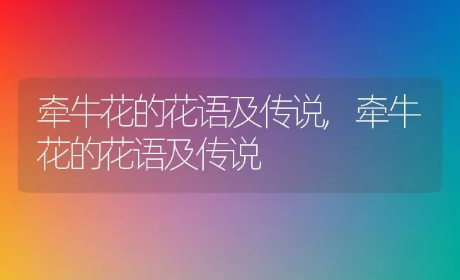 牵牛花的花语及传说,牵牛花的花语及传说 | 养殖科普